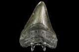 Fossil Megalodon Tooth - North Carolina #108986-1